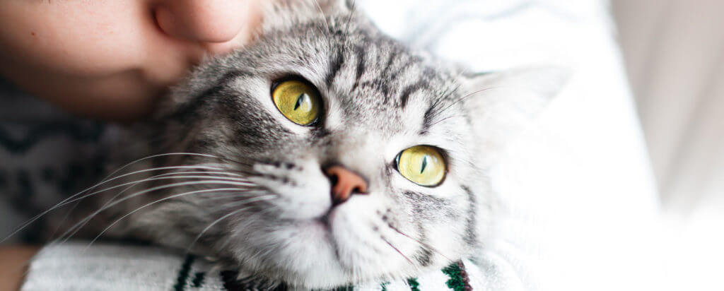 comprar la arena para gatos de Skoon