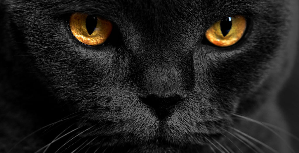 por qué los ojos de las gatos brillan